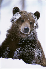 Gallery print  Grizzly in the snow - Doug Lindstrand