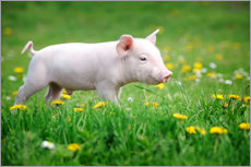 Gallery print  Piglets on a spring meadow