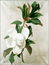 Muursticker  magnolia - Adolf Senff