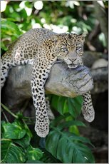 Muursticker  Leopard hanging around