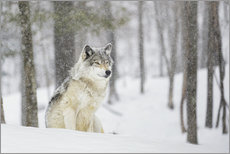 Gallery print  philosophical wolf - Dominic Marcoux
