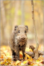 Muursticker  Small boar