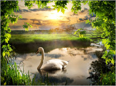 Gallery print  Romantic swan pond
