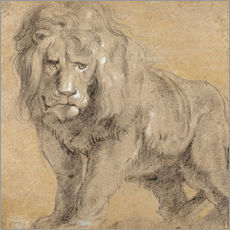 Muursticker  Study of a lion - Peter Paul Rubens