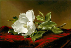 Gallery print  Magnolia Grandiflora - Martin Johnson Heade
