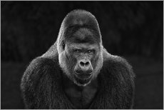 Gallery print  Portrait of a Gorilla - Manuela Kulpa