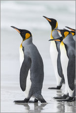 Muursticker  King Penguins on Falkand Islands - Martin Zwick