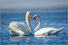 Aluminium print  Romantic two swans