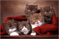 Premium poster 5 cute cat kids