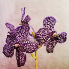 Muursticker  Orchid - Heidi Bollich