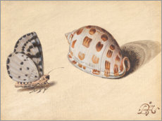 Canvas print  Vlinder met zeevruchten - Balthasar van der Ast