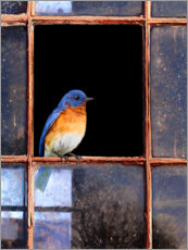 Canvas print  Bluebird at the window - Chris Vest