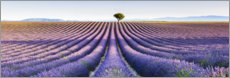Premium poster Lavender field in Provence