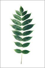 Premium poster Green leaf