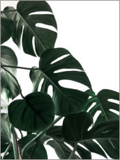 Premium poster  In the shadow of the Monstera - Emanuela Carratoni