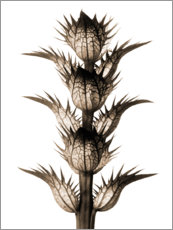 Poster  De Hongaarse acanthus - Karl Blossfeldt