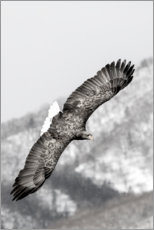 Canvas print  Sea eagle - Darrell Gulin