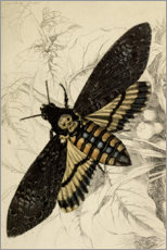 Canvas print  Death's-head hawkmoth - Wunderkammer Collection