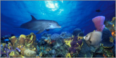 Gallery print  Bottlenose dolphin at the coral reef