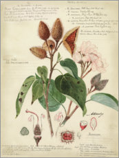Acrylglas print  Botany V - A. Descubes