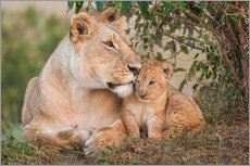 Gallery print  Mother love at the lion - Ingo Gerlach