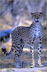 Muursticker  Attentive cheetah - Pete Oxford