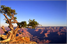 Gallery print  Grand Canyon in Arizona - Paul Thompson