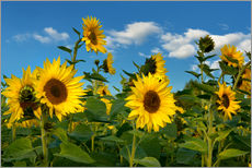 Muursticker  Sunflowers - Atteloi