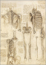 Muursticker  Anatomische tekening, skelet - Leonardo da Vinci