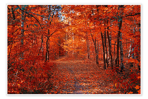 Poster Colorful autumn
