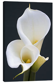Canvas print  White calla lilies - Jamie &amp; Judy Wild