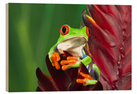 Hout print  Red-eyed tree frog on leaf - Adam Jones