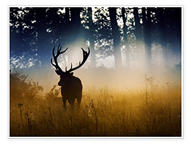 Poster Red deer in the subtle light