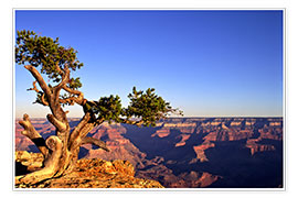 Poster  Grand Canyon in Arizona - Paul Thompson