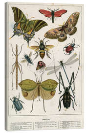 Canvas print  Insects - English School