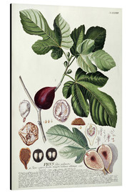 Aluminium print  Fig (Ficus) - Georg Dionysius Ehret