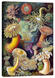 Canvas print  Actiniae - Ernst Haeckel