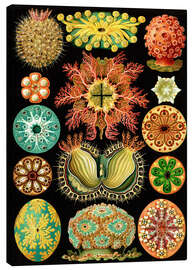 Canvas print  Ascidiae - Ernst Haeckel