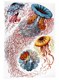 Acrylglas print  Discomedusae (Kunstformen der Natur: grafiek 8) - Ernst Haeckel