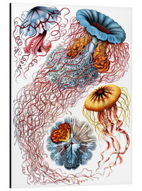 Aluminium print  Discomedusae (Kunstformen der Natur: grafiek 8) - Ernst Haeckel