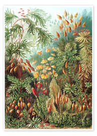 Poster  Muscinae - Ernst Haeckel