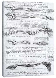 Canvas print  Bones of the arms - Leonardo da Vinci