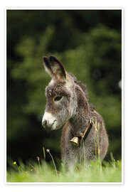 Premium poster  little donkey - Uwe Fuchs