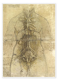 Premium poster Anatomical study