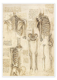 Poster  Anatomische tekening, skelet - Leonardo da Vinci