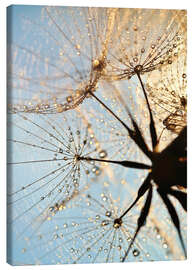 Canvas print  Look at dandelion from below - Julia Delgado