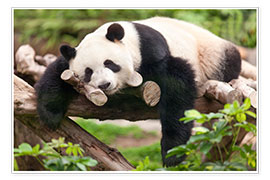 Premium poster  Giant panda sleeping - Jan Christopher Becke