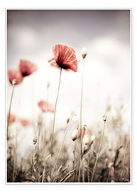 Premium poster Red Poppy Flowers