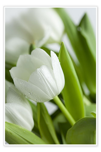 Premium poster White Tulips 02