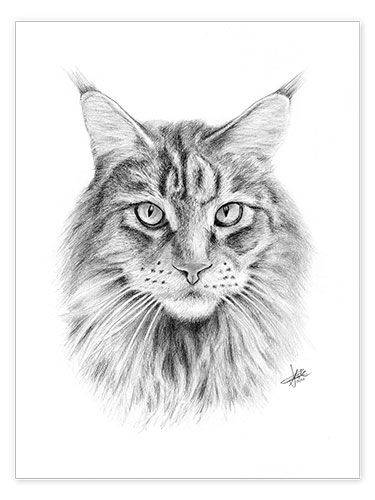 Poster Maine Coon Cat